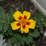 TAGETES patula 'Naughty Marietta' (French Marigold, Single - Naughty Marietta)