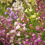 Linaria maroccana 'Northern Light' (Spurred Snapdragon,Tall Mixed, Northern Light)