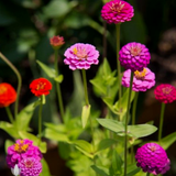 Zinnia elegans 'Lilliput Mix' (Zinnia, Dwarf Mixed - Lilliput Mix)