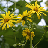 SILPHIUM perfoliatum (Cup Plant)