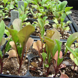 Wild Arugula Red Streaked (Eruca vesicaria sativa)