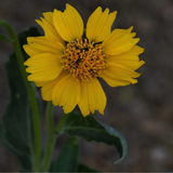 VERBESINA encelioides (Golden Crownbeard)