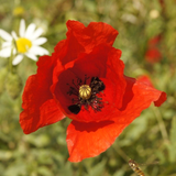 PAPAVER rhoeas (Corn Poppy, Red)