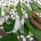 King of the Garden , Lima Pole Bean (Phaseolus lunatus)