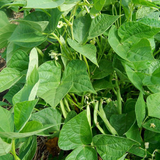 Pinto , Bush Bean (Phaseolus vulgaris)