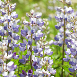 LUPINUS perennis (Perennial Lupine)