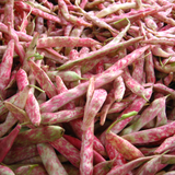 Borlotto (Italian Heirloom) , Bush Bean	(Phaseolus vulgaris)