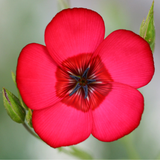 LINUM grandiflorum rubrum (Scarlet Flax)