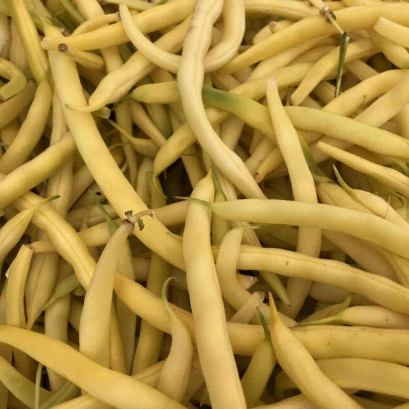 Golden Wax , Yellow Bean (Phaseolus vulgaris)