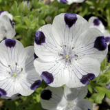 Nemophila maculata (Five-Spot)