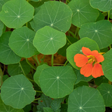 Tropaeolum majus (Nasturtium, Single Mixed)