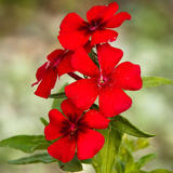 PHLOX drummondii (Annual Phlox, Red)