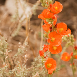 SPHAERALCEA ambigua (Desert Globemallow)