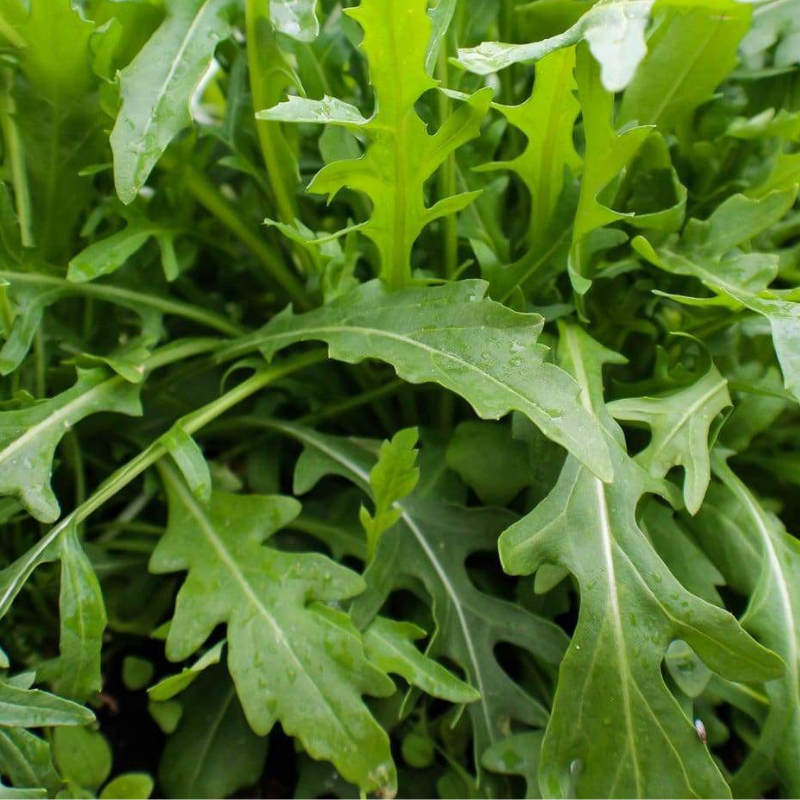Rocket Arugula Plant rocket-arugula-plant