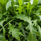 Wild Arugula, Wild Rocket (Eruca vesicaria sativa)