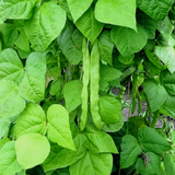 Missouri Wonder , Pole Bean (Phaseolus vulgaris)