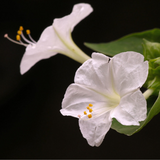 MIRABILIS jalapa (Four O'Clock, White)