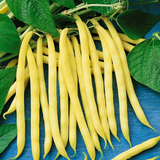 Golden Wax , Yellow Bean (Organic) (Phaseolus vulgaris)