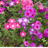 PHLOX drummondii (Annual Phlox, Mixed)