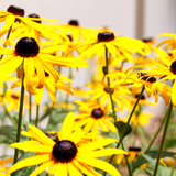 RUDBECKIA hirta (Black-Eyed Susan)