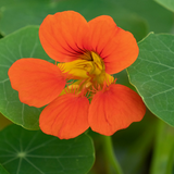 Tropaeolum majus (Nasturtium, Single Mixed)