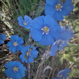 LINUM lewisii (Lewis Flax)