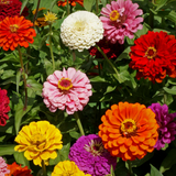 ZINNIA elegans 'State Fair' (Zinnia, Tall Mixed - State Fair)