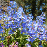 PENSTEMON angustifolius (Narrow-Leaved Beardtongue)