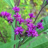 VERNONIA fasciculata (Prairie Ironweed)