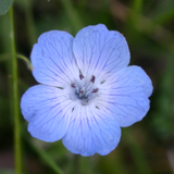 Nemophila menziesii (Baby Blue Eyes)