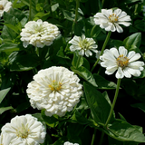 ZINNIA elegans 'Polar Bear' (Zinnia, White - Polar Bear)