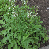 Wild Arugula, Wild Rocket (Eruca vesicaria sativa)