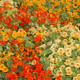 Tropaeolum nanum 'Alaska Mix' (Nasturtium, Dwarf Mixed - Alaska Mix)