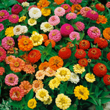 ZINNIA elegans 'Thumbelina' (Zinnia, Dwarf Mixed - Thumbelina)