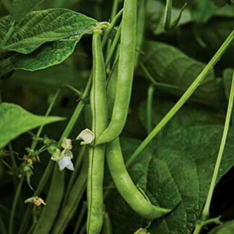 Burpee Stringless Green, Bush Bean (Phaseolus vulgaris)