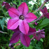 NICOTIANA alata 'Sensation Mixed' (Flowering Tobacco - Sensation Mixed)