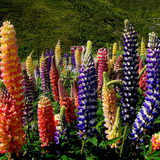 LUPINUS polyphyllus (Russell Lupine)