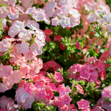 PHLOX drummondii (Annual Phlox, Pastel Shades Mix)