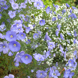 LINUM perenne (Blue Flax)