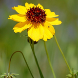 THELESPERMA filifolium (Greenthread)