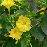 MIRABILIS jalapa (Four O'Clock, Yellow)