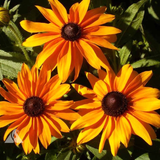 RUDBECKIA hirta 'Marmalade' (Rudbeckia, Dwarf - Marmalade)