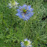 Nigella damascena 'Miss Jekyll' (Love-in-a-Mist)