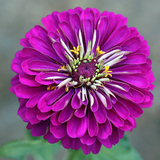 ZINNIA elegans 'Purple Prince'  (Zinnia, Purple - Purple Prince)