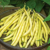 Sungold , Yellow Bean (Phaseolus vulgaris)