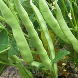 Roma II Green, Bush Bean (Phaseolus vulgaris)
