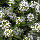 Lobularia Maritima, Alyssum Maritimum (Sweet Alyssum, Tall White)