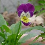 Viola cornuta 'Helen Mount' (Johnny Jump-Up)