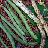 Rattlesnake , Pole Bean  (Phaseolus vulgaris)