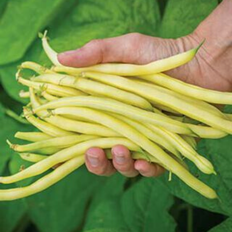 Sungold , Yellow Bean (Phaseolus vulgaris)